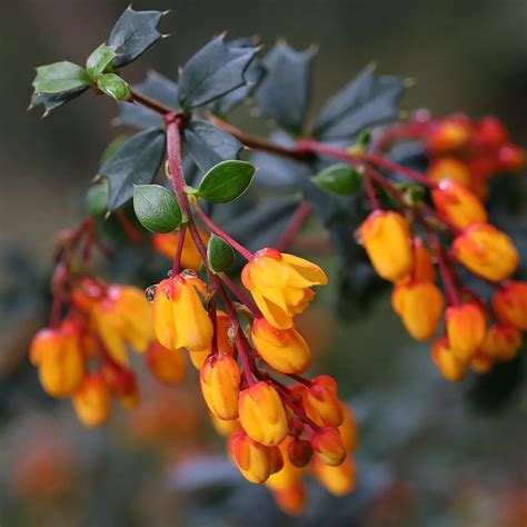 berberis darwinii burberry|berberis darwinii hedge plants.